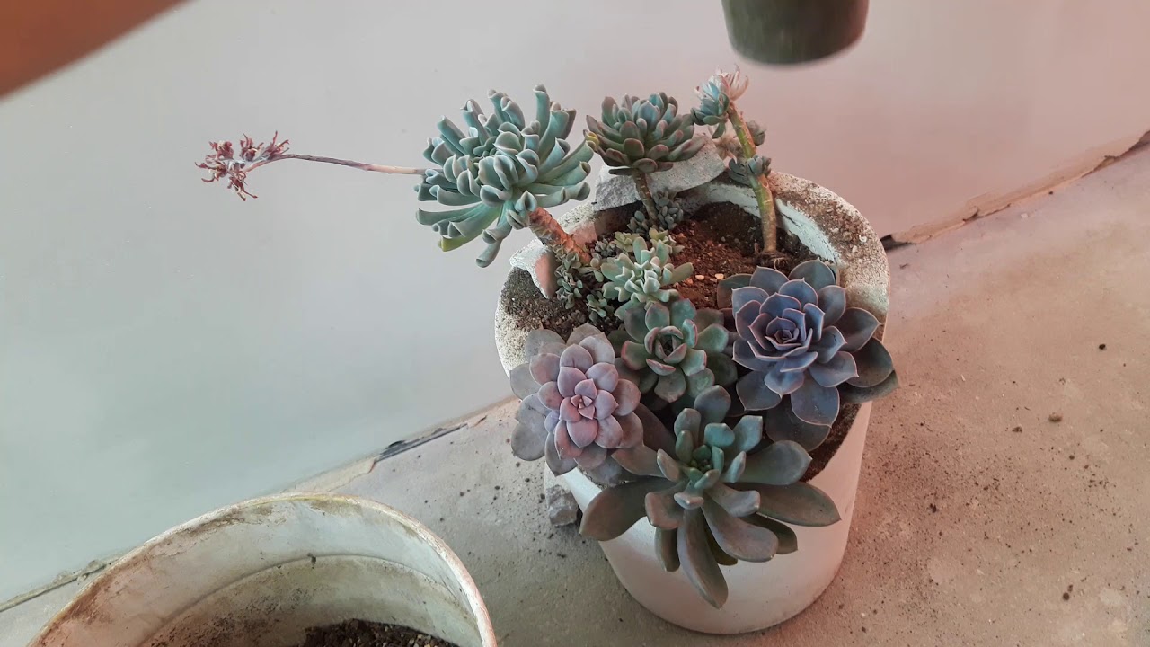 Korištenje aluminijske folije u posudama za sukulente: čemu služi i kako je koristiti.