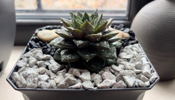 Alumiinifolion käyttö sukulenttien ruukuissa: mihin sitä tarvitaan ja miten sitä käytetään.