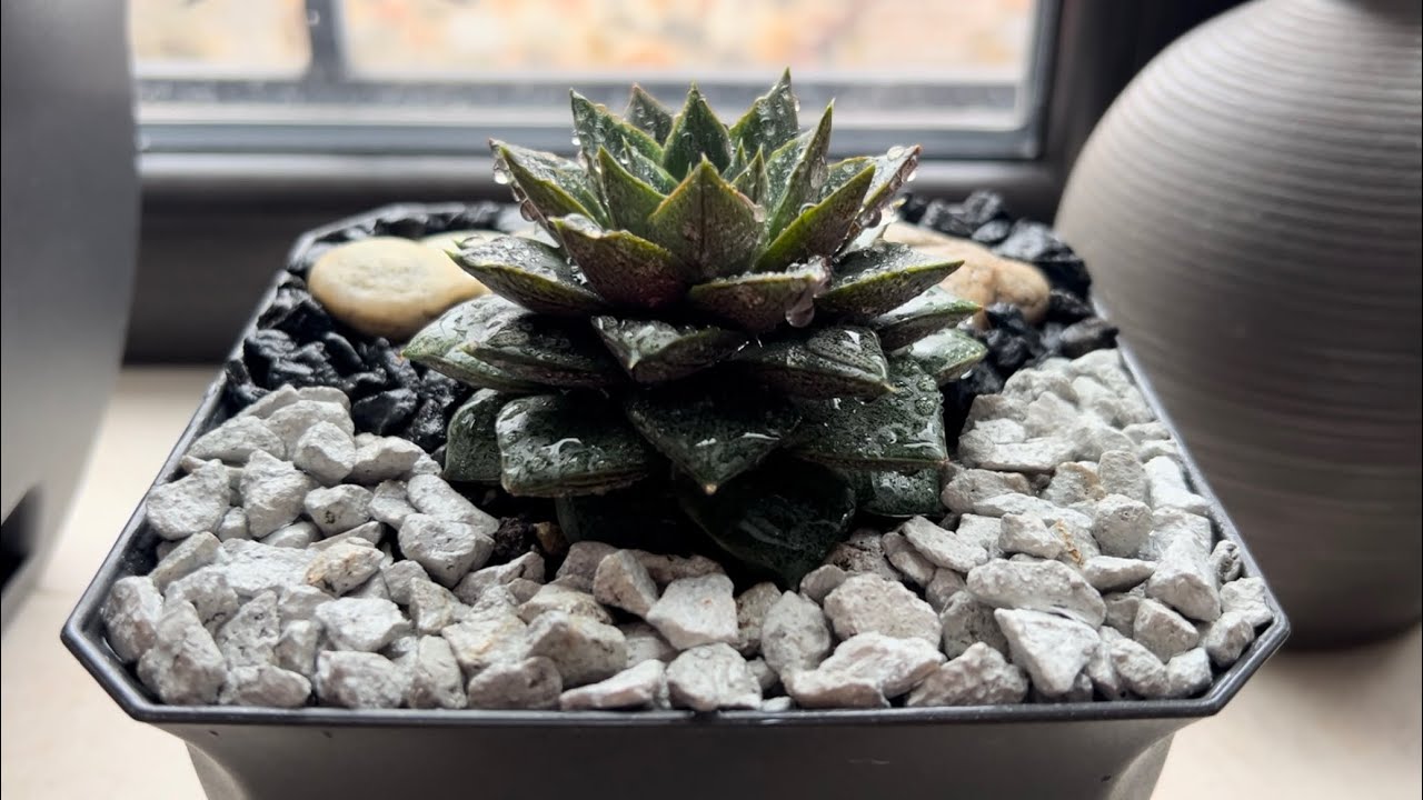 Alumiinifolion käyttö sukulenttien ruukuissa: mihin sitä tarvitaan ja miten sitä käytetään.