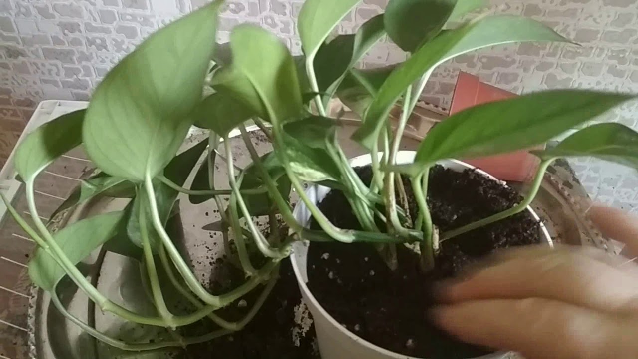 Kako se brinuti za sobni scindapsus i potaknuti rast njegovih listova