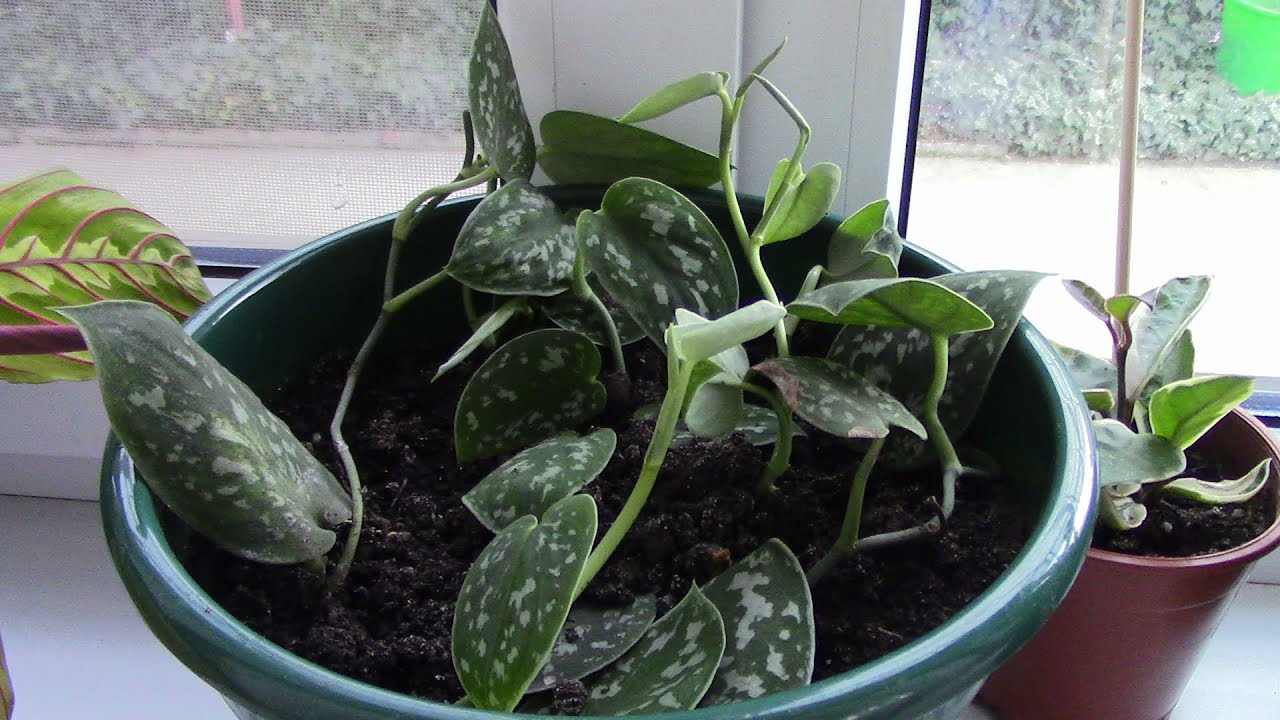 Kako se brinuti za sobni scindapsus i potaknuti rast njegovih listova