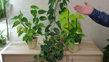 Kuinka hoitaa huoneen scindapsusta ja edistää sen lehtien kasvua