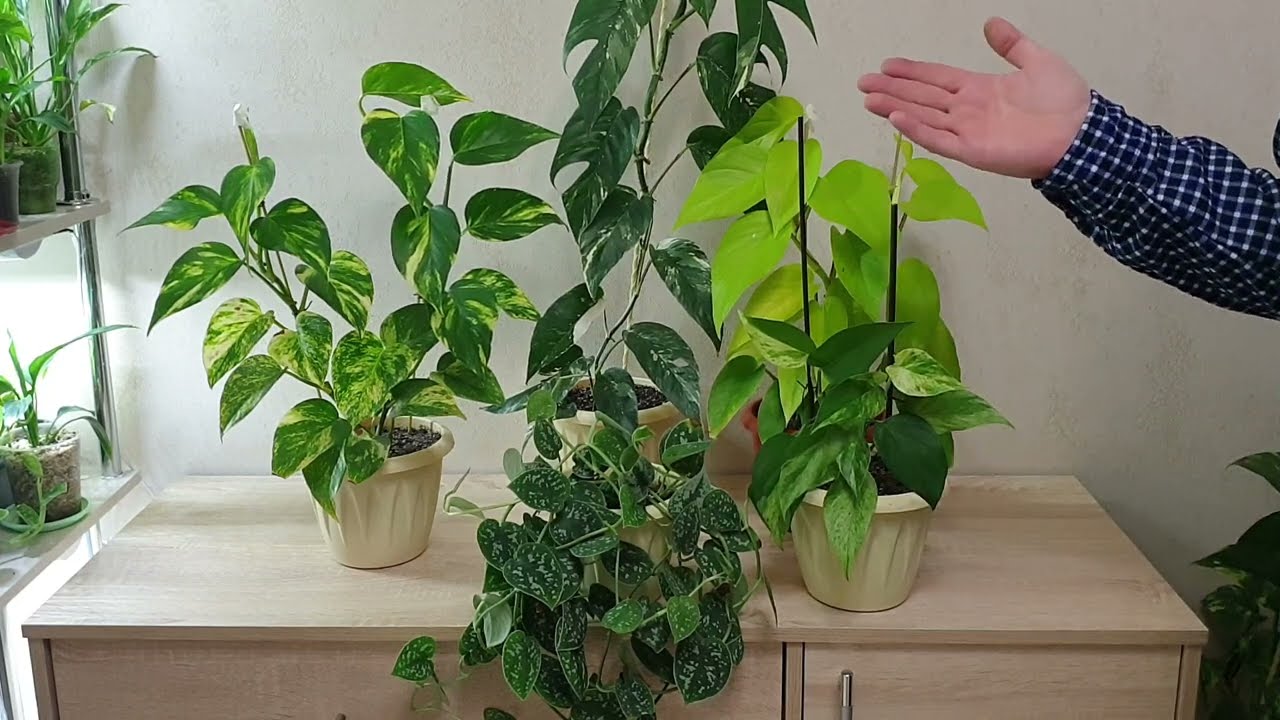 Kuinka hoitaa huoneen scindapsusta ja edistää sen lehtien kasvua