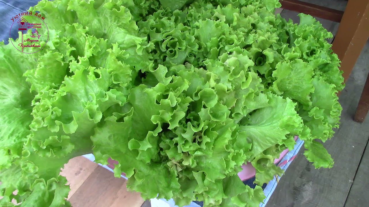 Zašto su stari ljudi brali salatu zimi?