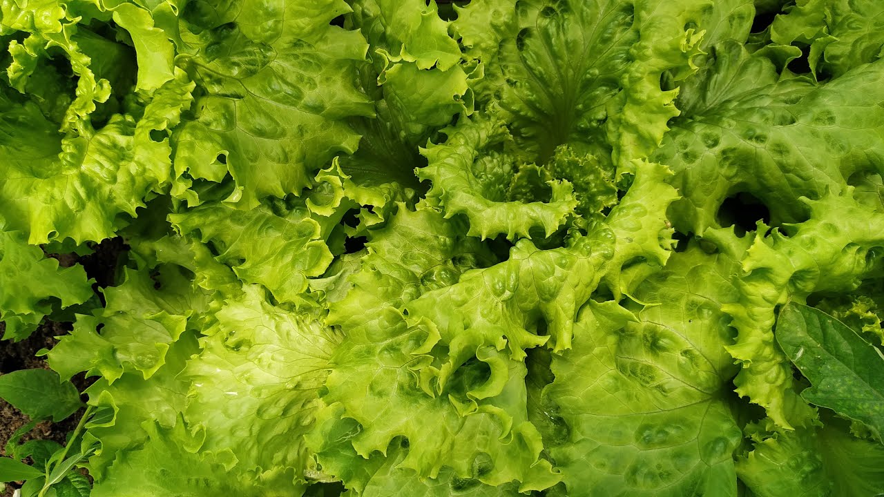 Zašto su stari ljudi brali salatu zimi?