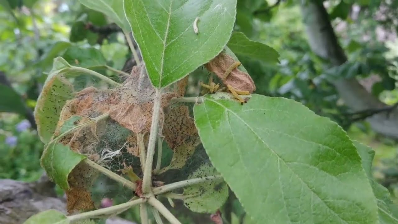 Ovim lijekom u veljači zalijevajte balvane. To će vas spasiti od ličinki moljaca i spasiti grm.