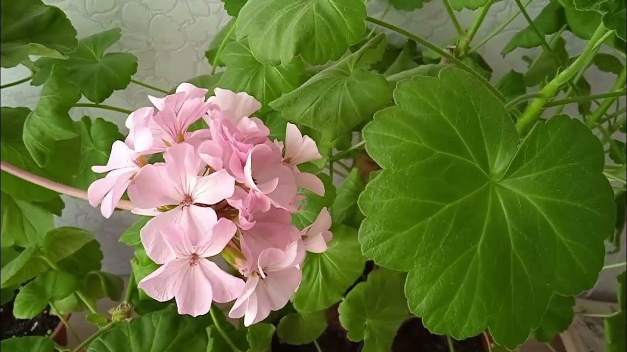 Pelargonije će proizvesti dvostruko više cvjetova: jednostavna metoda zimskog ukorjenjivanja bez napora