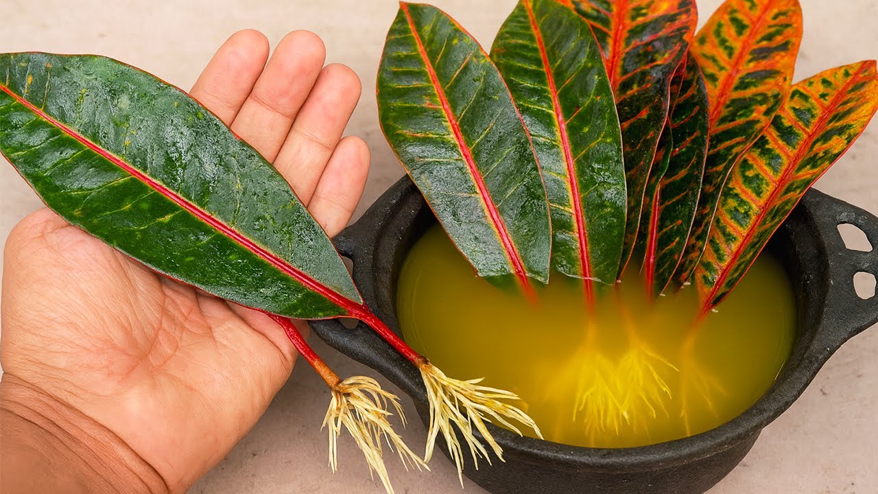 Kako održati lišće biljaka svijetlim tijekom američke zime