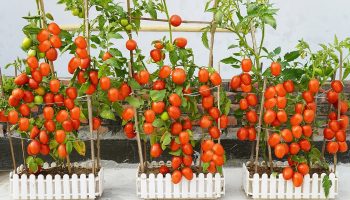 Îngroparea cojii de avocado în plantele de roșii: de ce este necesar și de ce este recomandat.