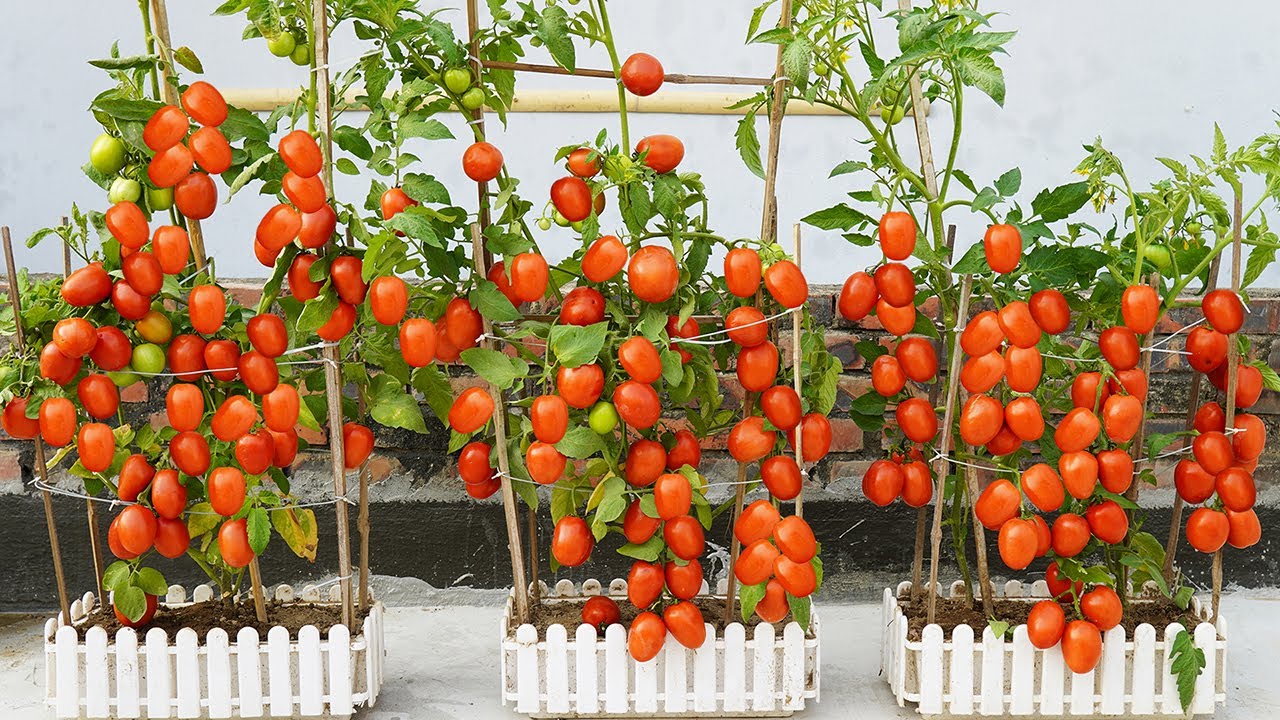 Îngroparea cojii de avocado în plantele de roșii: de ce este necesar și de ce este recomandat.