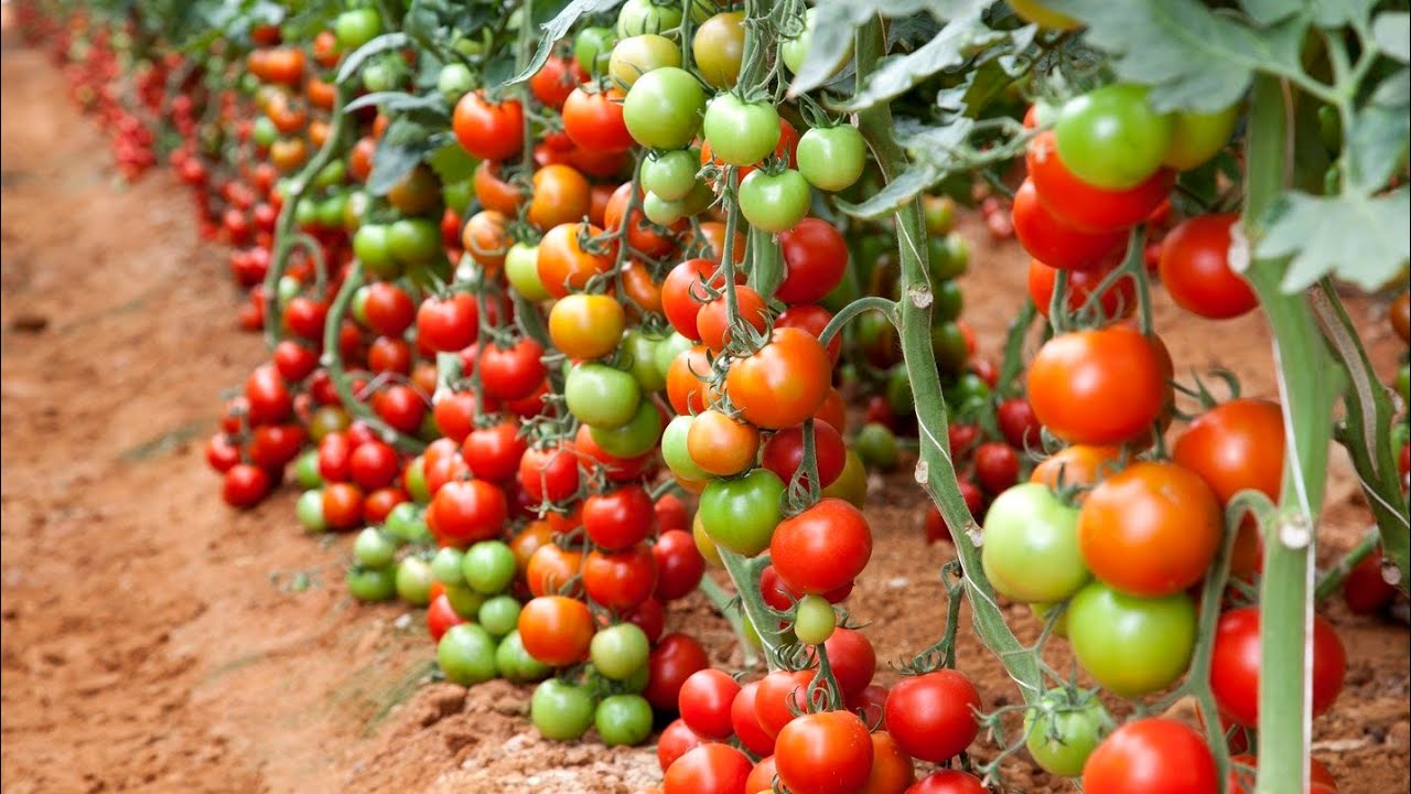 Zakopavanje kore avokada u biljke rajčice: zašto je potrebno i zašto se preporučuje.