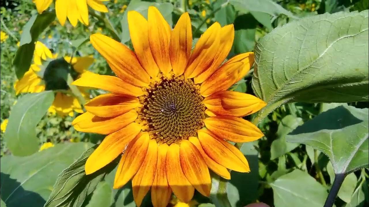 To nije samo ukras: cvijeće postavljeno u središte kompozicije privlači bogatstvo.