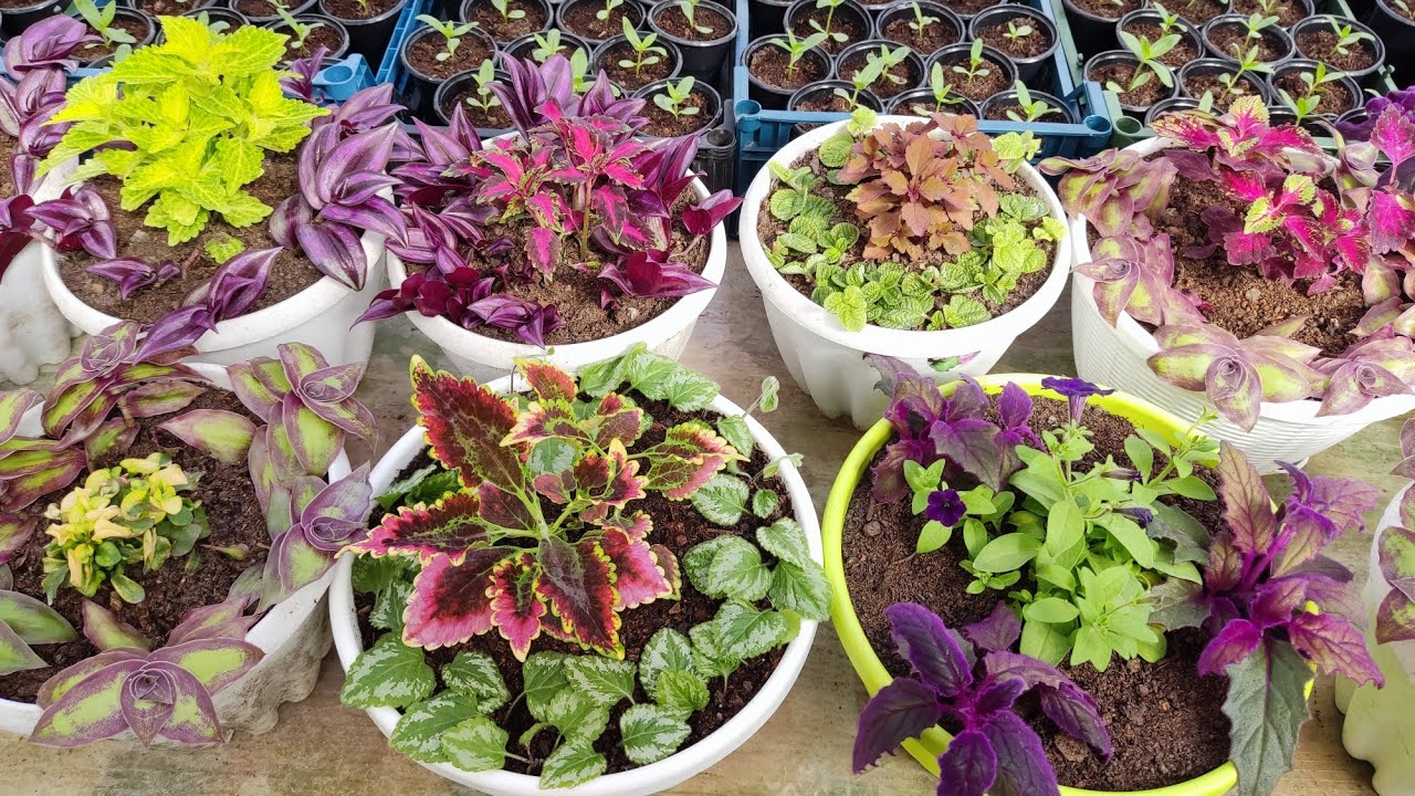 Što psihološki znači napuniti svoj dom biljkama?