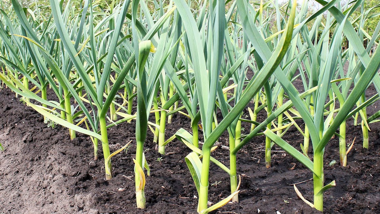 Što posaditi ispod voćaka? Ove biljke ne samo da štite, već i povećavaju žetvu.