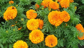 Ce să plantezi sub pomii fructiferi? Aceste plante nu numai că protejează, dar și măresc recolta.