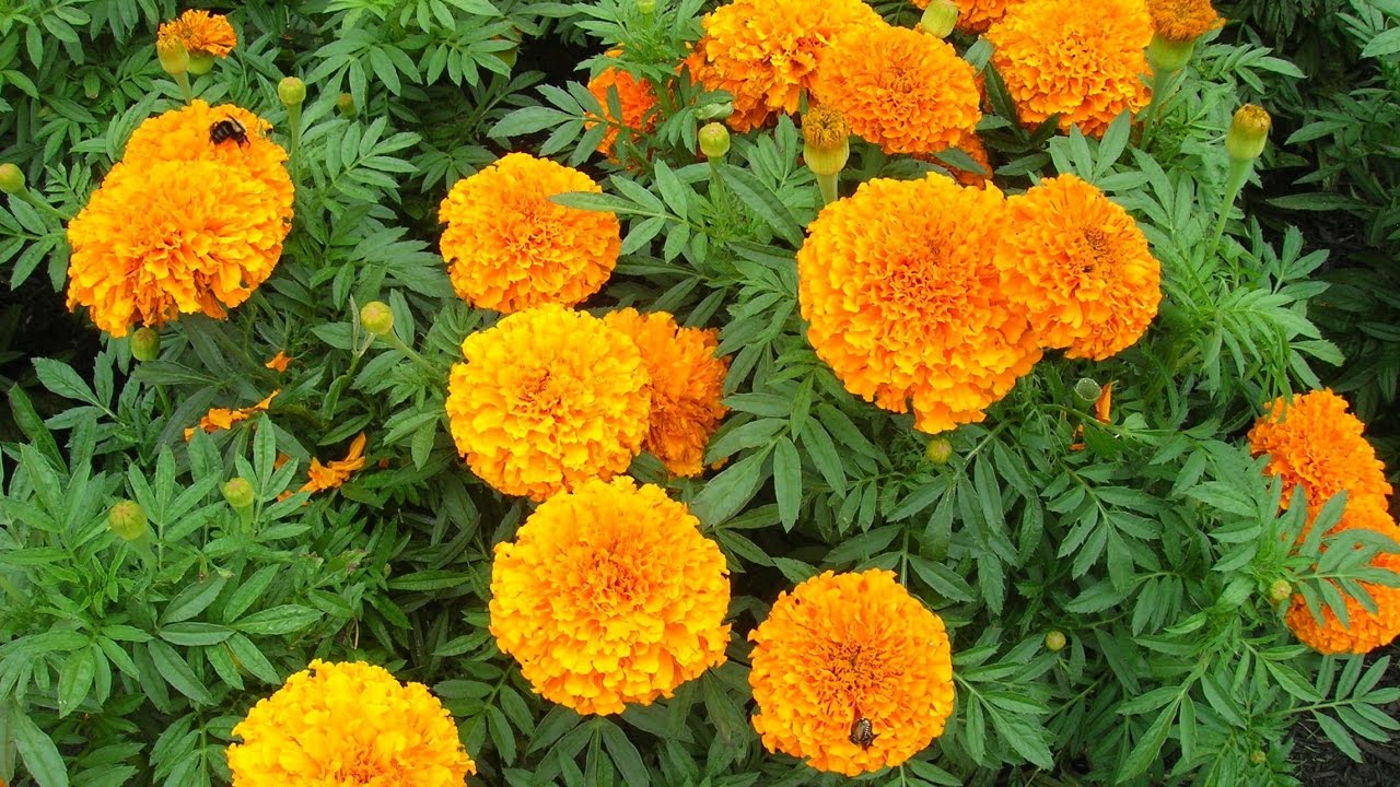 Ce să plantezi sub pomii fructiferi? Aceste plante nu numai că protejează, dar și măresc recolta.