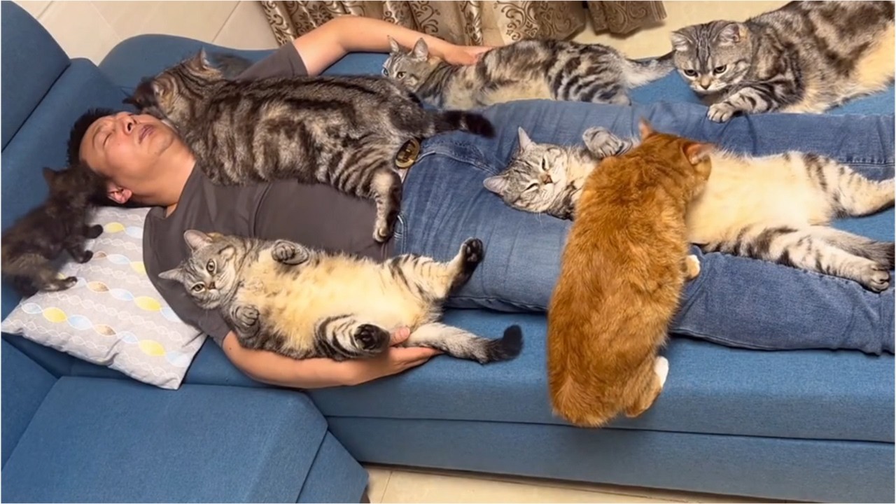 Važna obavijest veterinara za osobe koje žive s mačkama i djecom.