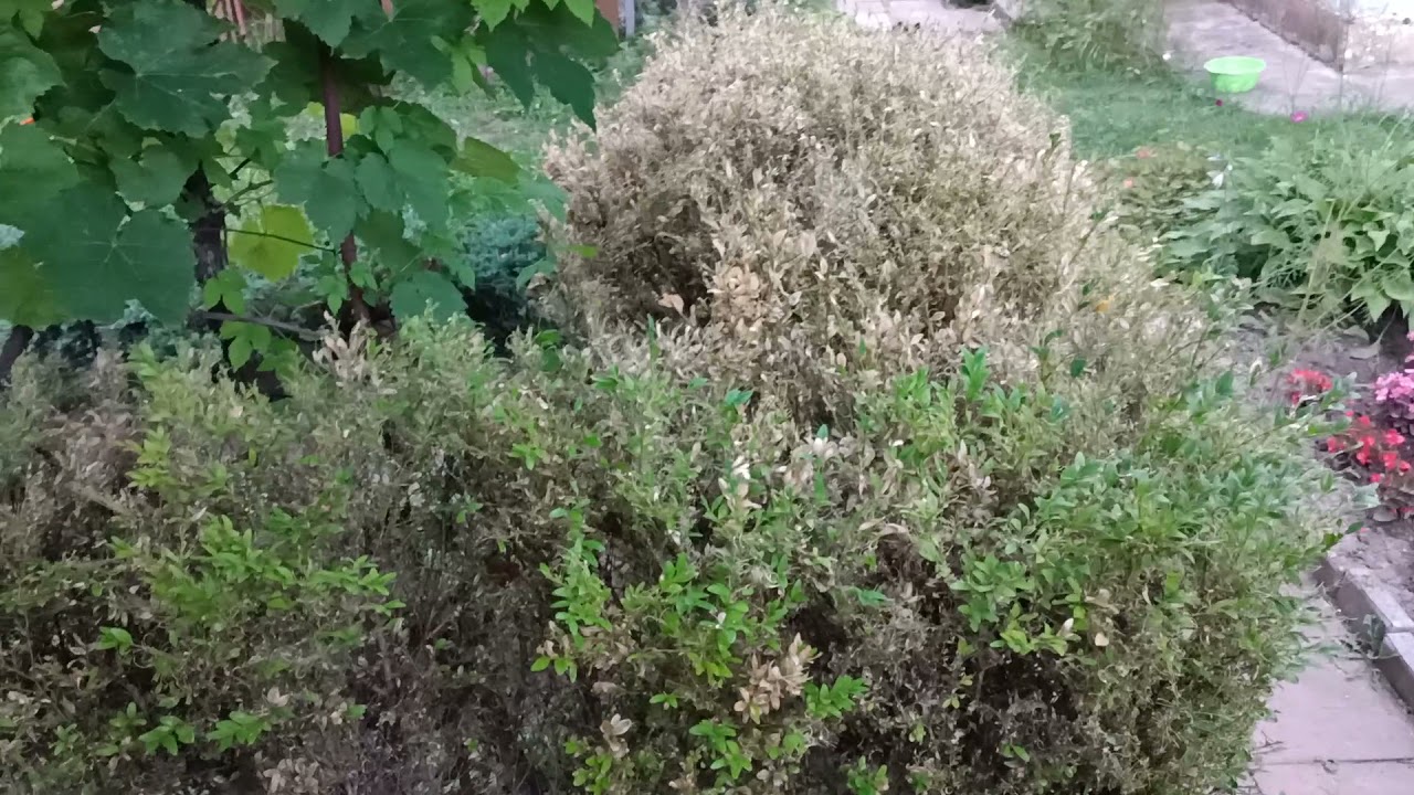 Ovim lijekom u veljači zalijevajte balvane. Ovo će vas riješiti ličinki moljaca i spasiti grm.