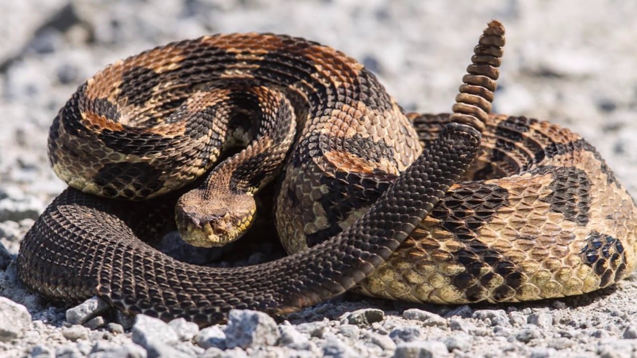 Evo kako priroda prkosi granicama gladi: biološka tajna preživljavanja zmija bez hrane.