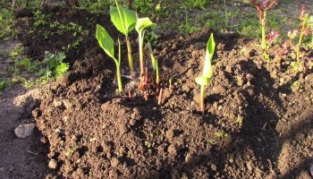 „Am plantat mai târziu, dar mai adânc”, iar rata de supraviețuire a plantelor a crescut semnificativ.