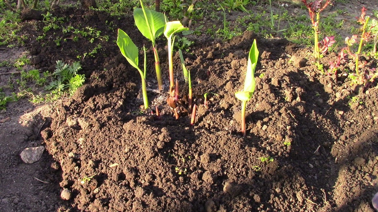 „Am plantat mai târziu, dar mai adânc”, iar rata de supraviețuire a plantelor a crescut semnificativ.