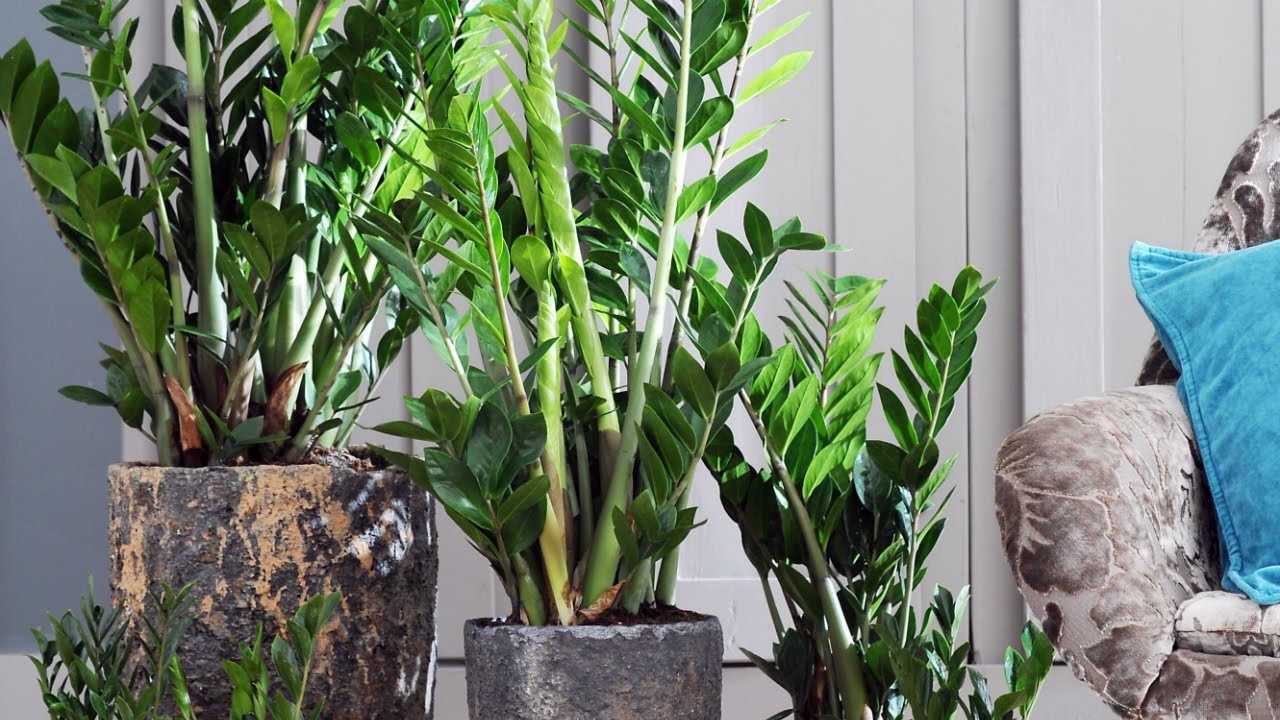 „Besmrtna“ biljka koja je postala trend u uredima: zašto je svi žele na svom stolu.