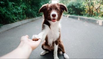 Kuinka leikki ja sosiaalinen vuorovaikutus voivat auttaa koiria ymmärtämään sanoja