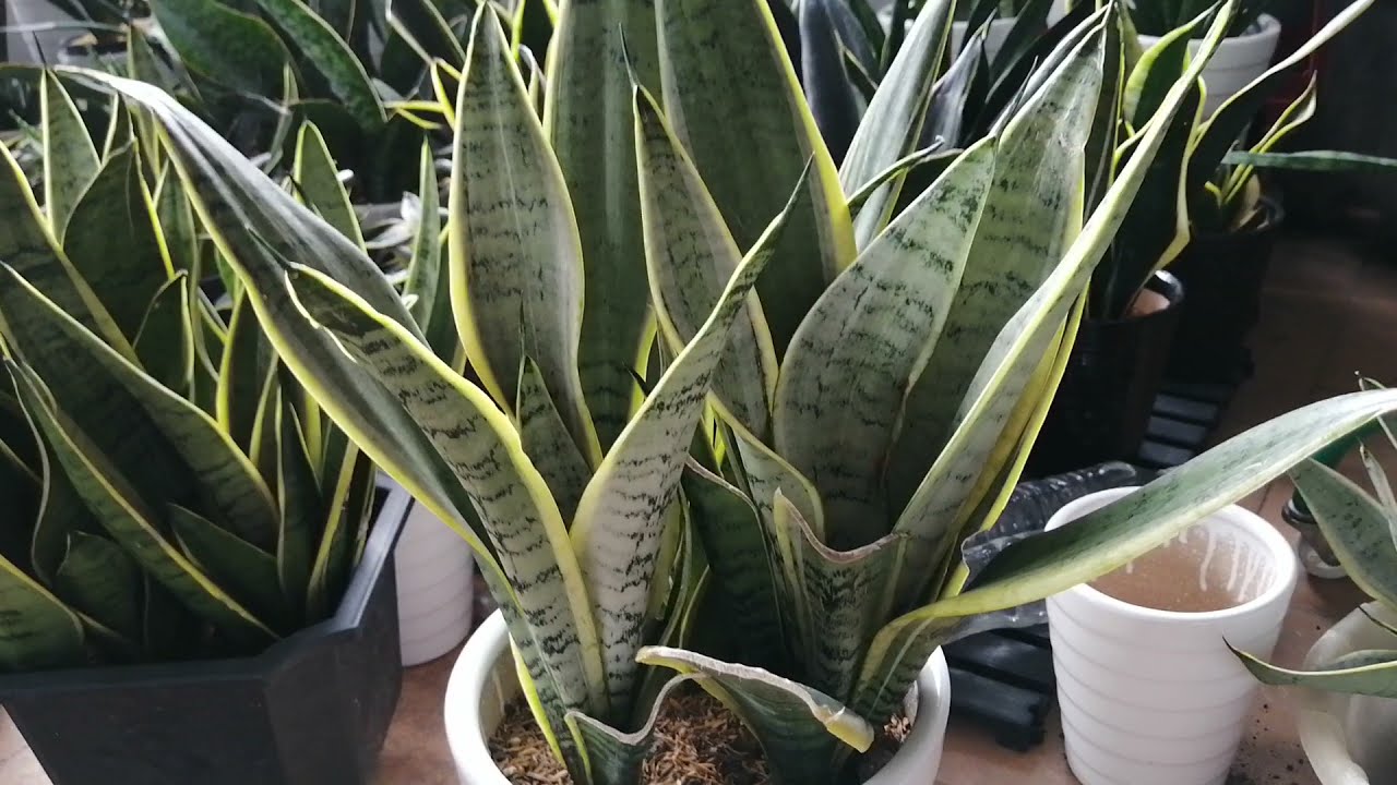 Stavite ga u spavaću sobu. Noću proizvodi kisik i stvarno poboljšava san.