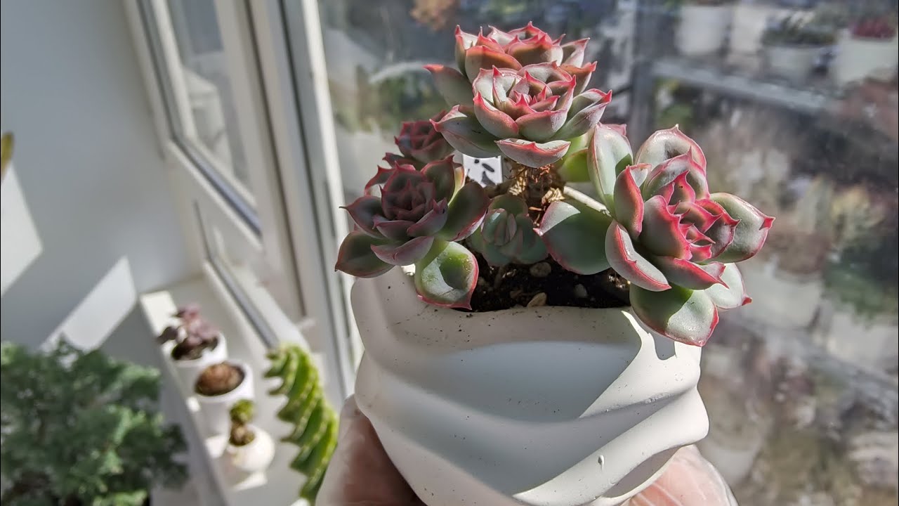 Kako staviti aluminijsku foliju u posudu za sukulente: čemu služi i kako je koristiti.