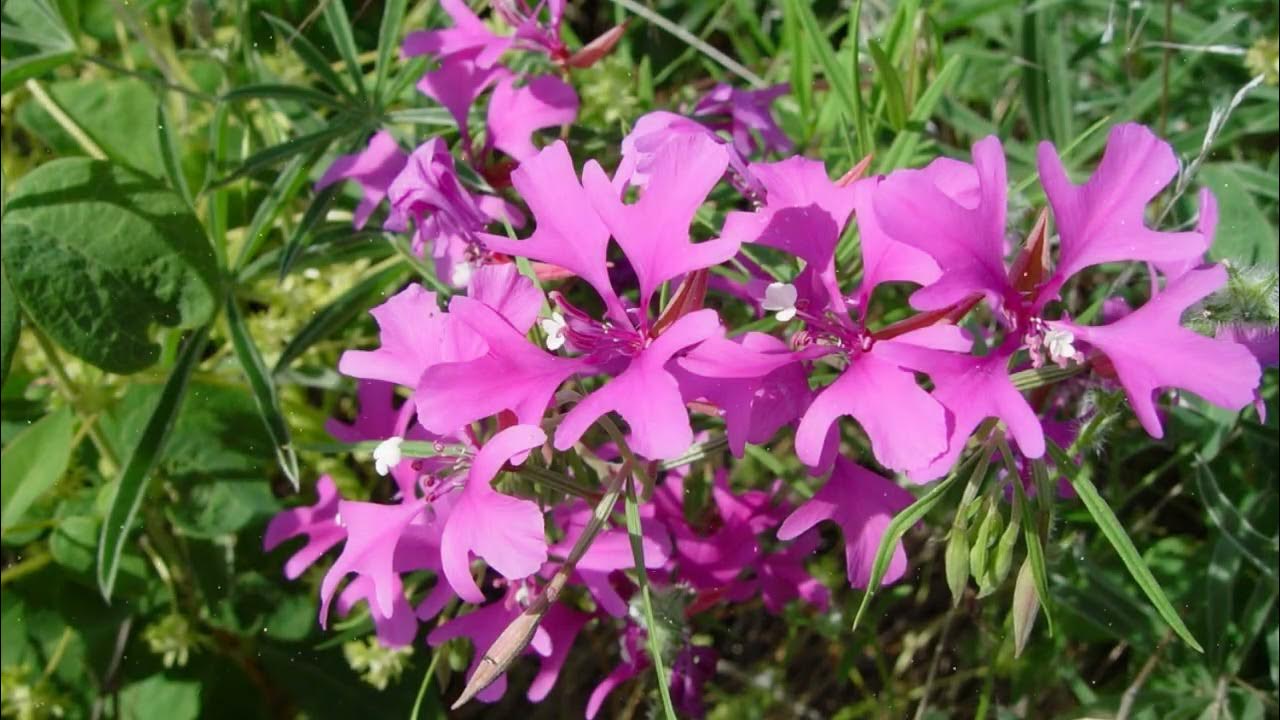 Unosi cijelu paletu boja u vrt. Obilno cvate čak i na umjerenim uvjetima tla.