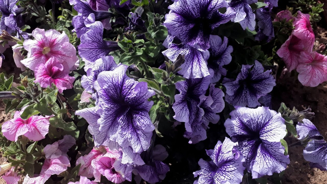 Aduce în grădină o întreagă paletă de culori. Înflorește abundent chiar și în condiții de sol moderat.