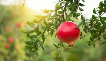 Ihanteellinen pienille taloille: puu, joka ei juurru ja tuottaa hedelmää koko kesän.