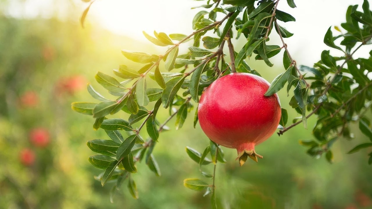 Ihanteellinen pienille taloille: puu, joka ei juurru ja tuottaa hedelmää koko kesän.