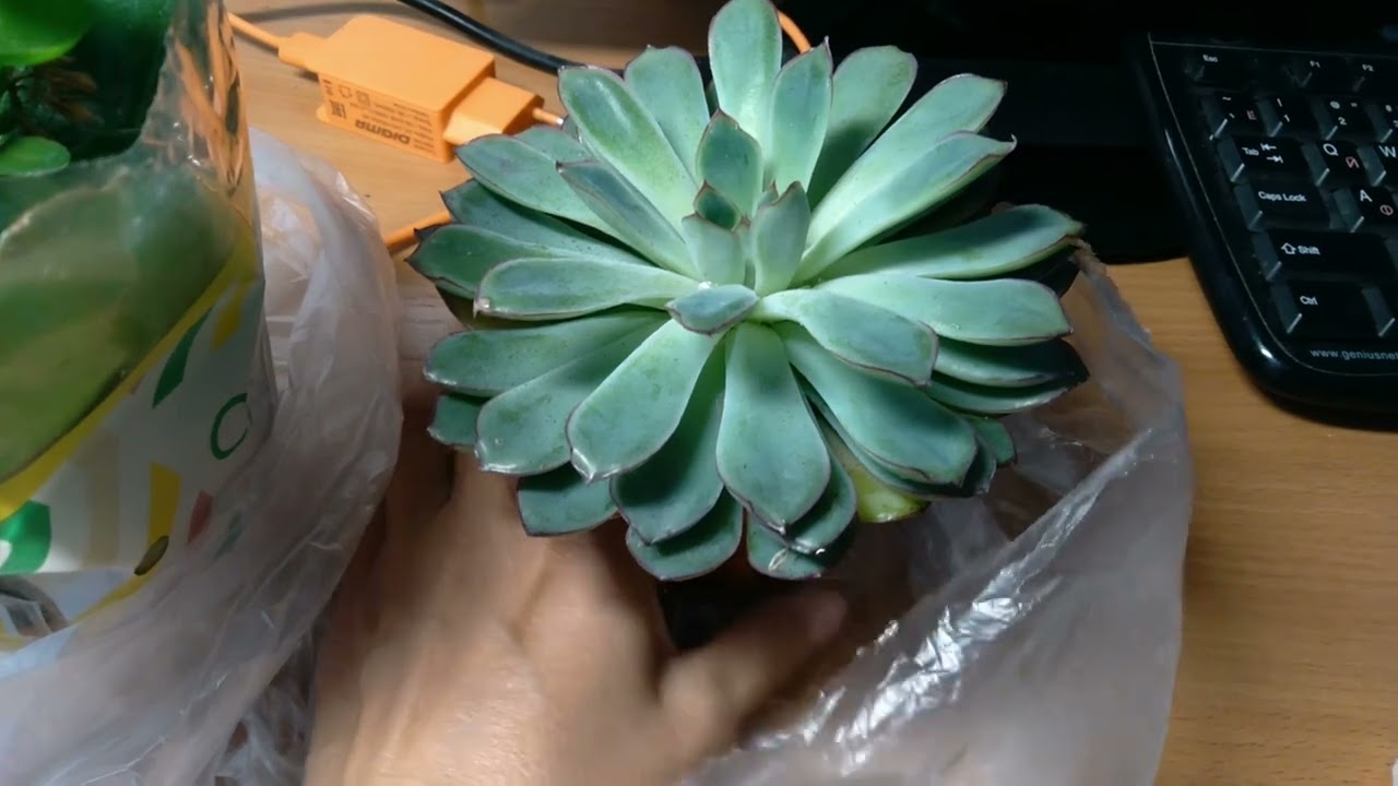 Kako staviti aluminijsku foliju u posudu za sukulente: čemu služi i kako je koristiti.