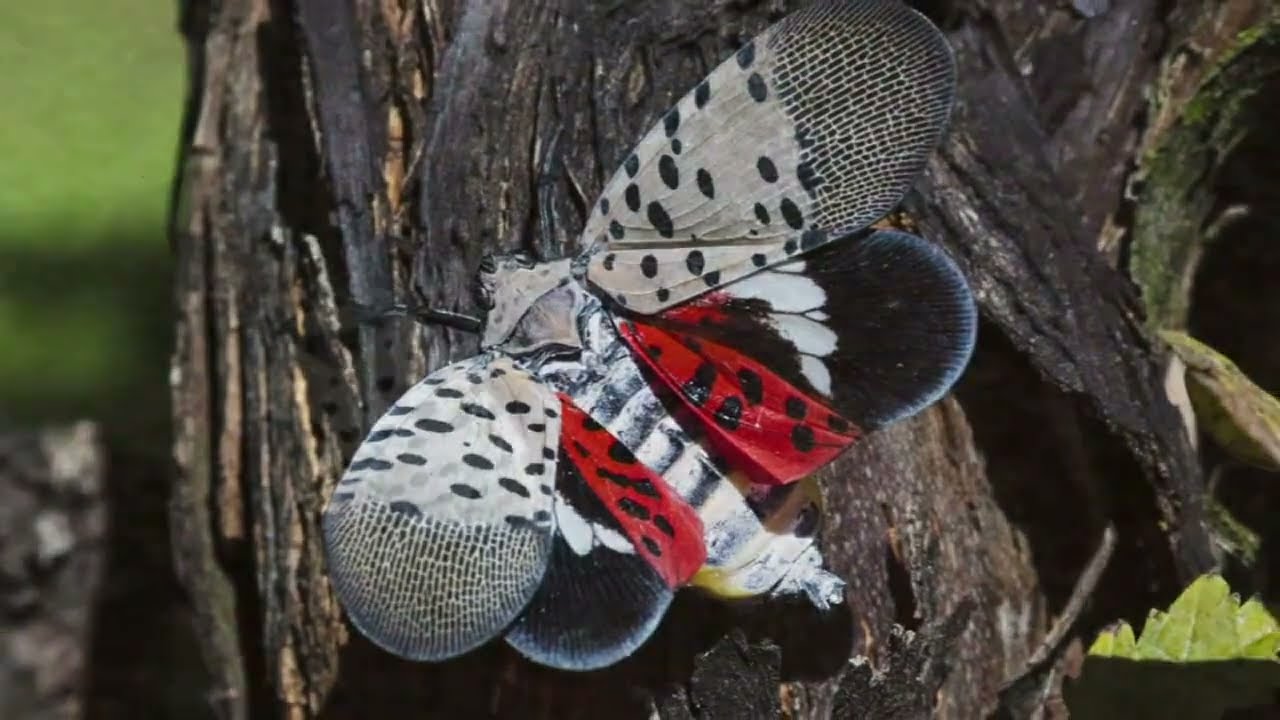 Ova invazivna štetočina prijeti glavnim poljoprivrednim usjevima u najmanje 14 država i izaziva zabrinutost u američkom poljoprivrednom sektoru.