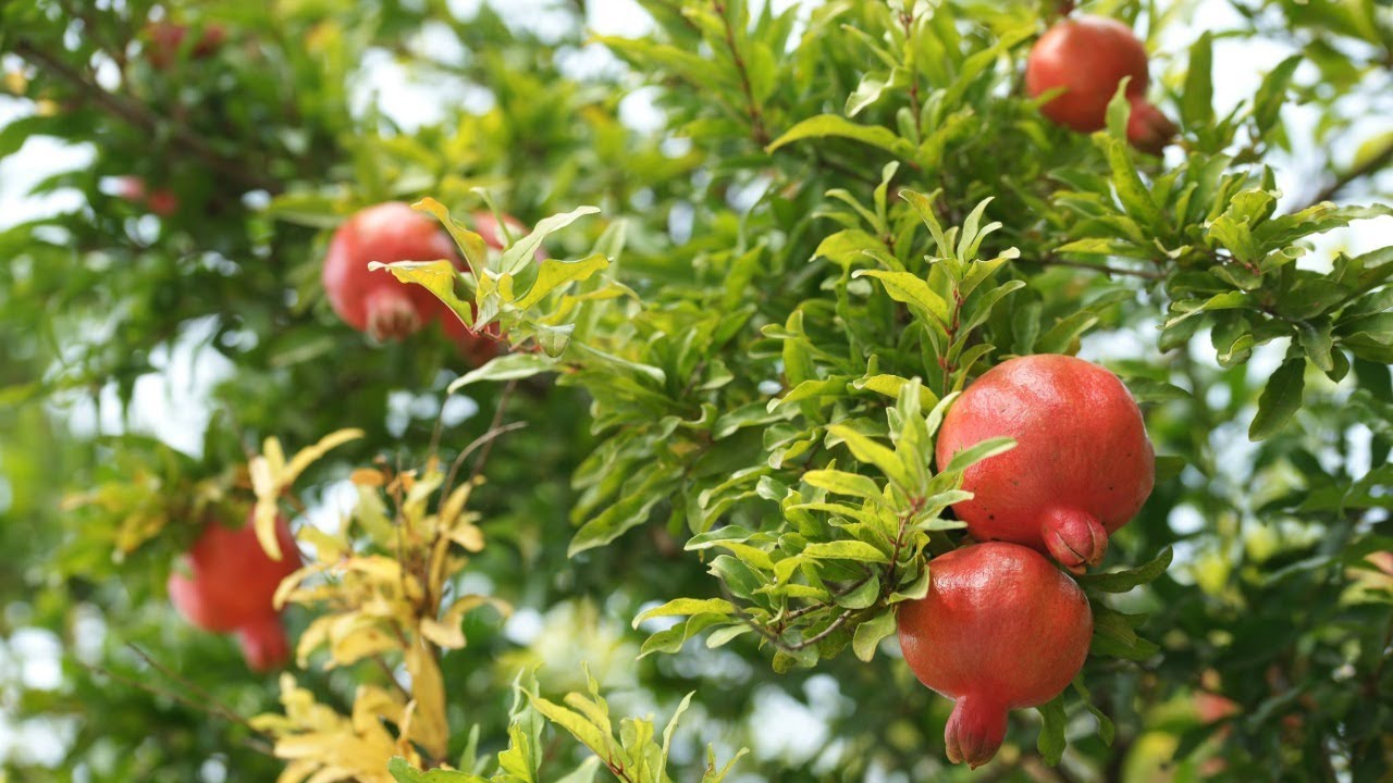 Idealno za male kuće: stablo koje se ne ukorijeni i daje plodove cijelo ljeto.