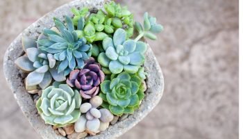 Cum să puneți folie de aluminiu într-un ghiveci cu suculente: la ce servește și cum se utilizează.