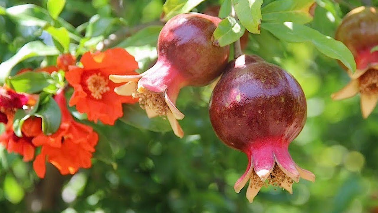 Idealno za male kuće: stablo koje se ne ukorijeni i daje plodove cijelo ljeto.