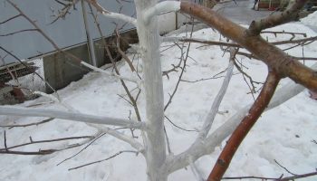 În timpul iernii, pomii fructiferi trebuie văruiți de mai multe ori. Pentru o protecție mai bună, se poate adăuga var.