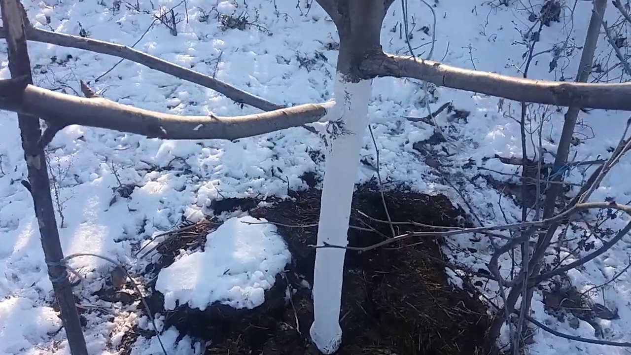 Zimi je voćke potrebno nekoliko puta krečiti. Za bolju zaštitu može se dodati vapno.