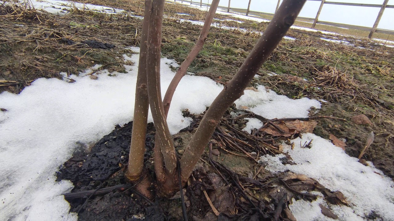 Zimi je voćke potrebno nekoliko puta krečiti. Za bolju zaštitu može se dodati vapno.