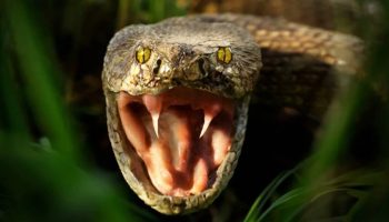 Iată cum natura sfidează limitele foamei: secretul biologic al supraviețuirii șerpilor fără hrană.