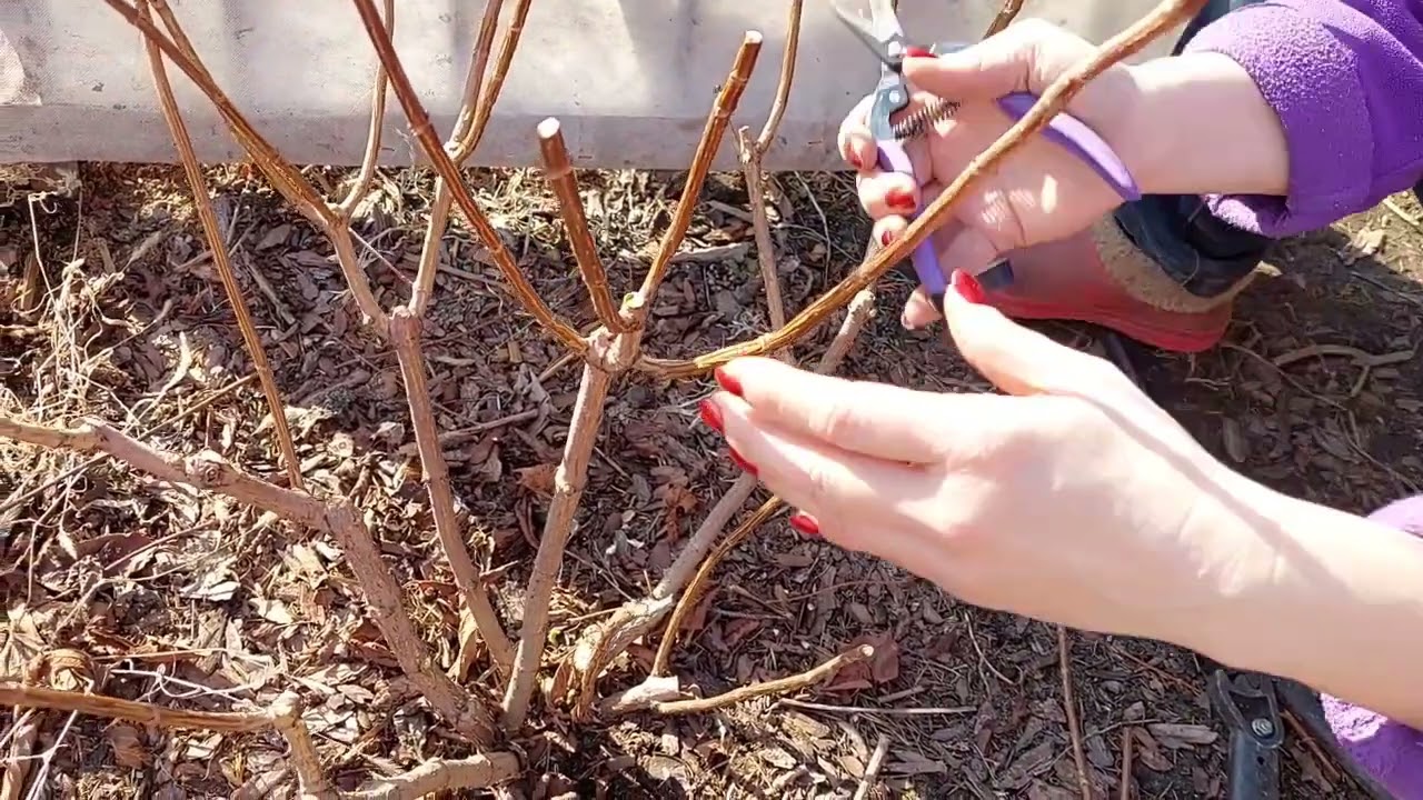 Kako pravilno orezati biljke bez straha: rezidba koja pomlađuje biljke u vašem vrtu.