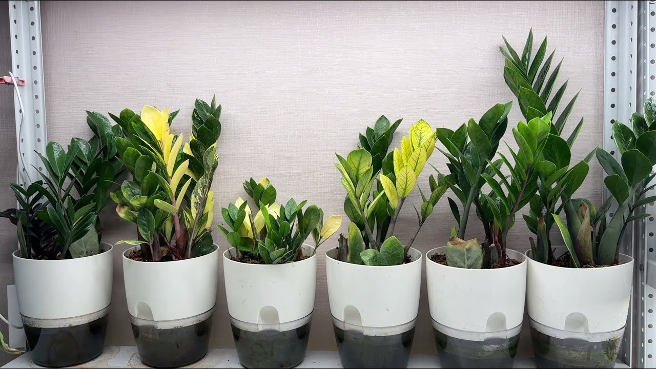 „Besmrtna“ biljka koja je postala trend u uredima: zašto je svi žele na svom stolu.