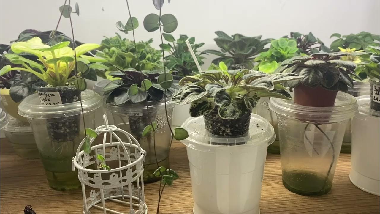 Metoda zalijevanja koja koristi fitilj za sprječavanje isušivanja sobnih biljaka pri niskoj vlažnosti.