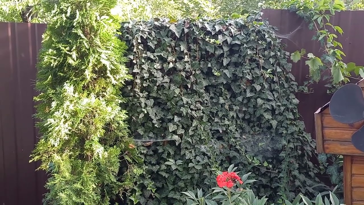 Kako odabrati brzorastuće penjačice za svoj vrt