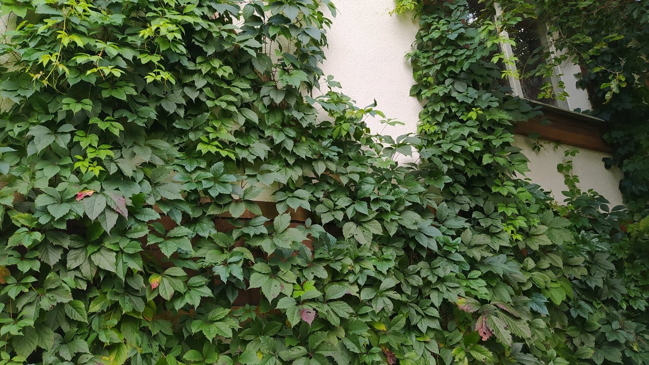 Kako odabrati brzorastuće penjačice za svoj vrt