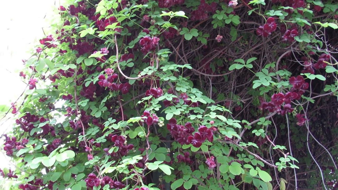 Kako odabrati brzorastuće penjačice za svoj vrt