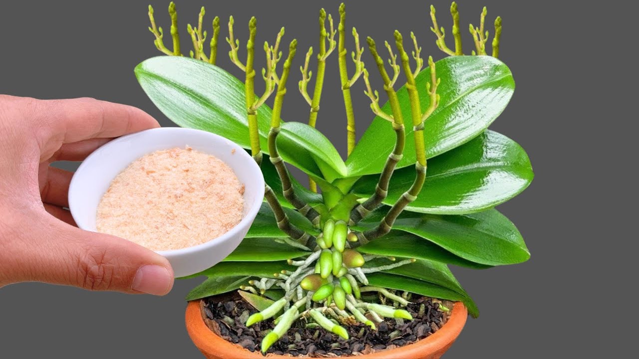 Gurnite ruku u posudu i vaše će orhideje procvjetati jedna za drugom.