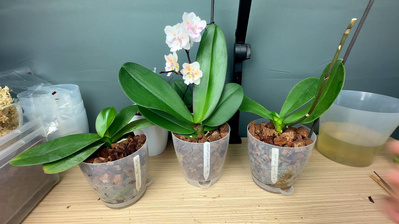 Gurnite ruku u posudu i vaše će orhideje procvjetati jedna za drugom.